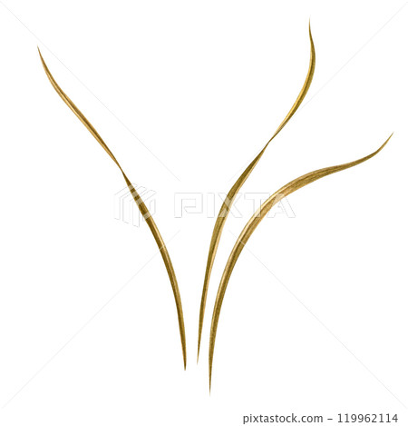 Dried grass. Isolated watercolor autumn botanical element with white background. Good for fall pattern, print, autumn composition, decoration, textile Dried grass. Isolated watercolor autumn botanical element with white background. Good for fall pattern, print, autumn composition, decoration, textile 119962114