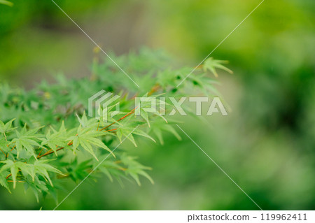 Blue leaves Blue leaves 119962411