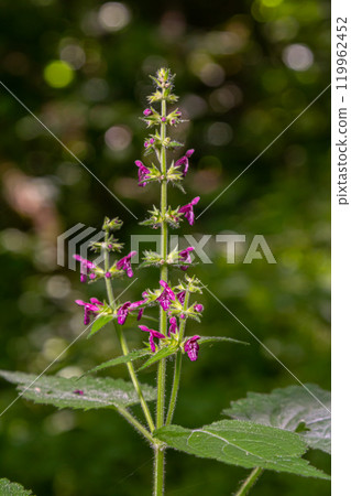 Close up of a hedge woundwort stachys sylvatica flower in bloom 119962452
