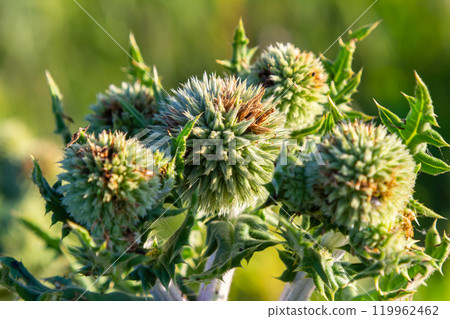 In the wild, the honey plant echinops sphaerocephalus blooms 119962462