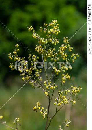 Thalictrum minus, Lesser Meadow-Rue. Wild plant shot in summer Thalictrum minus, Lesser Meadow-Rue. Wild plant shot in summer 119962466