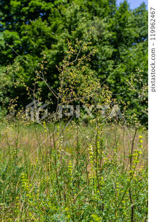 Thalictrum minus, Lesser Meadow-Rue. Wild plant shot in summer Thalictrum minus, Lesser Meadow-Rue. Wild plant shot in summer 119962467