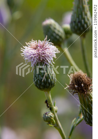 Creeping thistles in a summer meadow Creeping thistles in a summer meadow 119962472