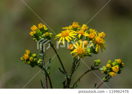 Wild plant Jacobaea vulgaris in the forest meadow. Known as ragwort, stinking Willie or tansy ragwort. Yellow delicate flower on a green background 119962476