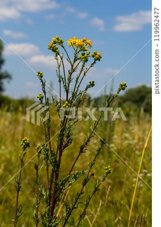 Wild plant Jacobaea vulgaris in the forest meadow. Known as ragwort, stinking Willie or tansy ragwort. Yellow delicate flower on a green background 119962477