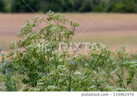 Selective focus of white flowers Cow Parsley in spring, Anthriscus sylvestris, Wild chervil or keck is a herbaceous biennial or short-lived perennial plant in the family Apiaceae, Natural background 119962478