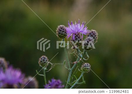Centaurea scabiosa subsp. apiculata, Centaurea apiculata, Compositae. Wild plant shot in summer 119962481