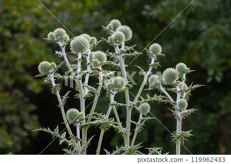 In the wild, the honey plant echinops sphaerocephalus blooms 119962483
