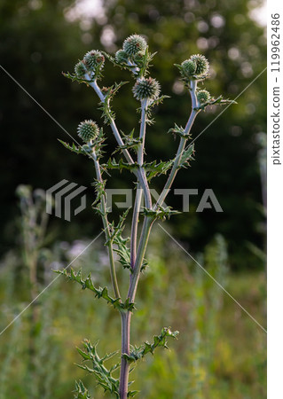 In the wild, the honey plant echinops sphaerocephalus blooms In the wild, the honey plant echinops sphaerocephalus blooms 119962486