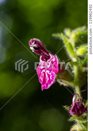 Close up of a hedge woundwort stachys sylvatica flower in bloom 119962492