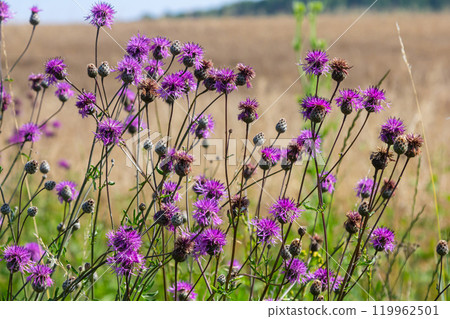 Centaurea scabiosa subsp. apiculata, Centaurea apiculata, Compositae. Wild plant shot in summer Centaurea scabiosa subsp. apiculata, Centaurea apiculata, Compositae. Wild plant shot in summer 119962501