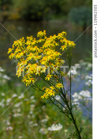 Wild plant Jacobaea vulgaris in the forest meadow. Known as ragwort, stinking Willie or tansy ragwort. Yellow delicate flower on a green background Wild plant Jacobaea vulgaris in the forest meadow. Known as ragwort, stinking Willie or tansy ragwort. Yellow delicate flower on a green background 119962505