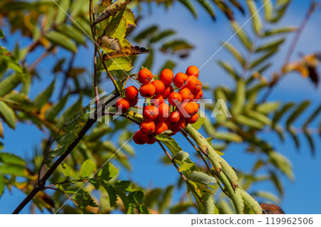 A bunch of red rowan berries on a tree A bunch of red rowan berries on a tree 119962506