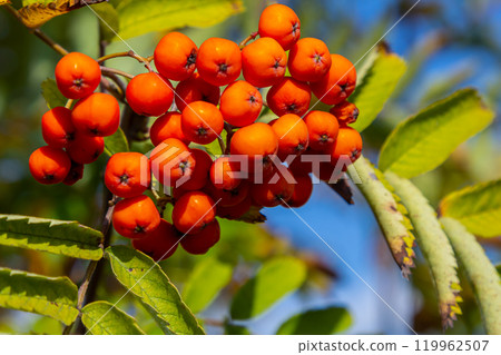 A bunch of red rowan berries on a tree A bunch of red rowan berries on a tree 119962507