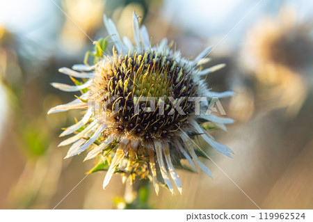 Carlina biebersteinii plant at field at nature. Carlina vulgaris or Carline thistle, family Asteraceae Compositae. Carlina corymbosa Carlina biebersteinii plant at field at nature. Carlina vulgaris or Carline thistle, family Asteraceae Compositae. Carlina corymbosa 119962524