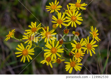 Wild plant Jacobaea vulgaris in the forest meadow. Known as ragwort, stinking Willie or tansy ragwort. Yellow delicate flower on a green background Wild plant Jacobaea vulgaris in the forest meadow. Known as ragwort, stinking Willie or tansy ragwort. Yellow delicate flower on a green background 119962530