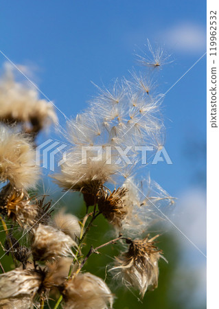 Centaurea scabiosa subsp. apiculata, Centaurea apiculata, Compositae. Wild plant shot in summer Centaurea scabiosa subsp. apiculata, Centaurea apiculata, Compositae. Wild plant shot in summer 119962532