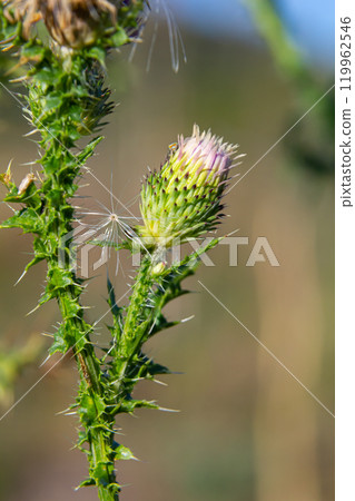 The bright purple flower of the carduus acanthoides, known as the spiny plumeless thistle, welted thistle, or plumeless thistle in front of the dark forest background 119962546