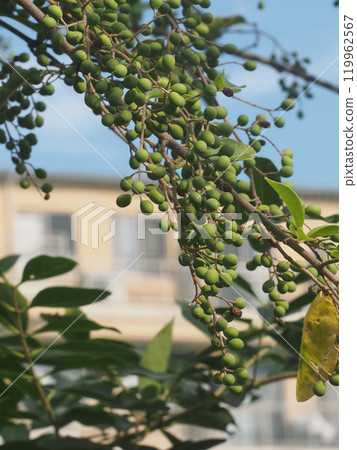 Nezimochi的藍色果實（沐浴在秋天早晨陽光下的多摩山茶花枝） 119962567