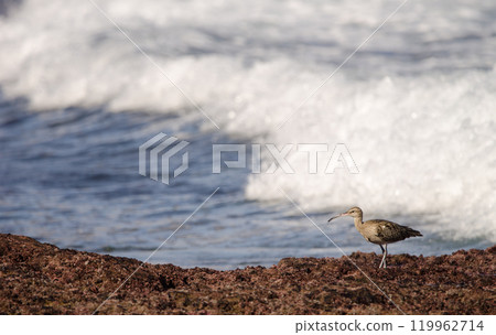 Eurasian whimbrel Numenius phaeopus. Eurasian whimbrel Numenius phaeopus. 119962714