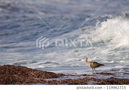 Eurasian whimbrel Numenius phaeopus. Eurasian whimbrel Numenius phaeopus. 119962715