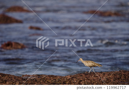 Eurasian whimbrel Numenius phaeopus. 119962717