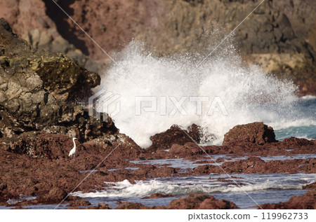 Little egret Egretta garzetta. 119962733