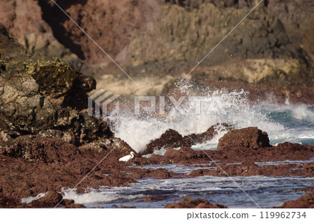 Little egret Egretta garzetta. 119962734