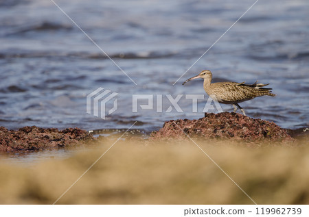 Eurasian whimbrel Numenius phaeopus. 119962739