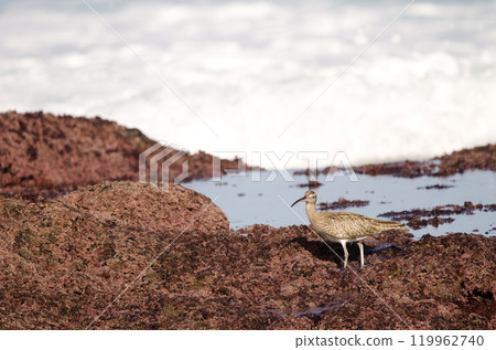 Eurasian whimbrel Numenius phaeopus. Eurasian whimbrel Numenius phaeopus. 119962740