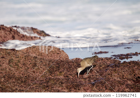 Eurasian whimbrel searching for food. Eurasian whimbrel searching for food. 119962741