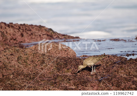 Eurasian whimbrel searching for food. Eurasian whimbrel searching for food. 119962742