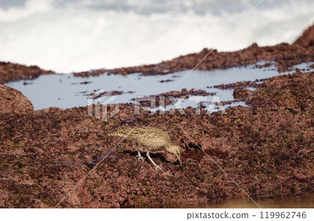 Eurasian whimbrel searching for food. Eurasian whimbrel searching for food. 119962746