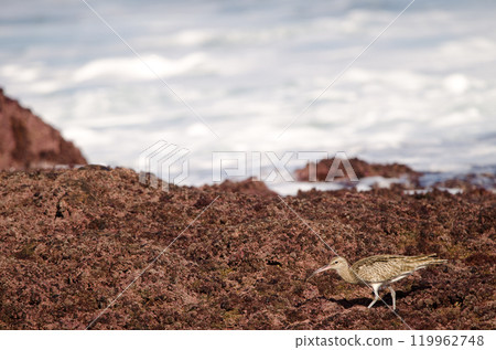 Eurasian whimbrel Numenius phaeopus. Eurasian whimbrel Numenius phaeopus. 119962748