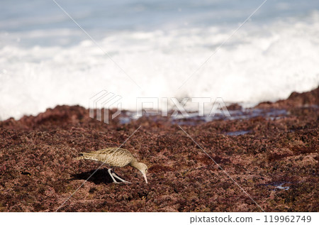 Eurasian whimbrel searching for food. Eurasian whimbrel searching for food. 119962749