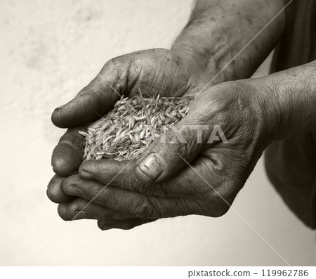 Old hands with wheats 119962786