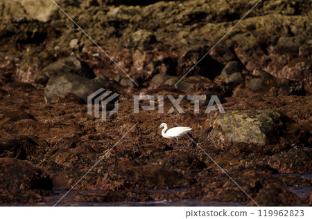 Little egret fishing. 119962823