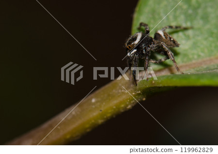 Male Adanson's house jumper. Male Adanson's house jumper. 119962829
