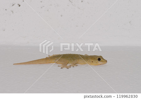 Boettger's wall gecko. Boettger's wall gecko. 119962830