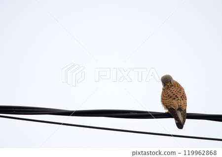 Male common kestrel 119962868