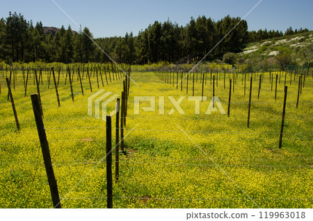 Field covered by shortpod mustard. Field covered by shortpod mustard. 119963018