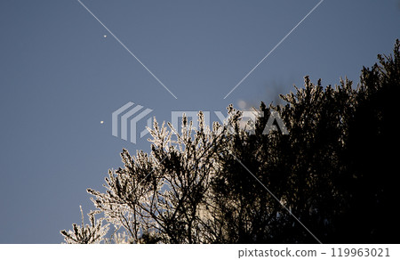 Shrub against the light. Shrub against the light. 119963021