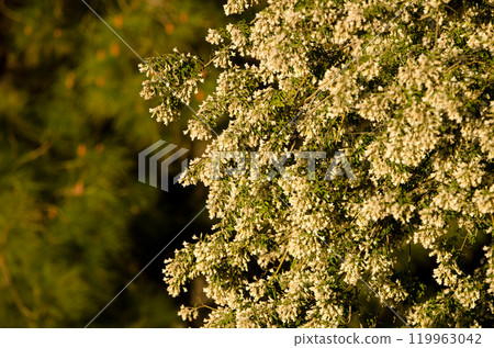 Tree lucerne in bloom. 119963042