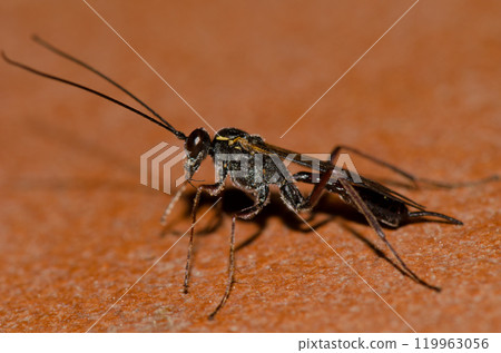 Wasp cleaning itself. Wasp cleaning itself. 119963056