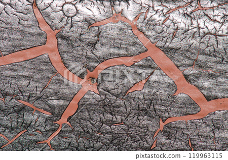 Marks on a leaf of century plant. Marks on a leaf of century plant. 119963115