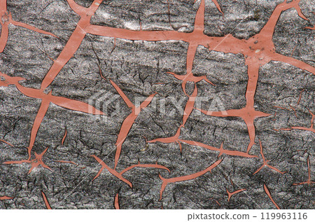 Marks on a leaf of century plant. Marks on a leaf of century plant. 119963116