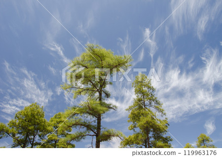 Forest of Canary Island pine and clouds. 119963176