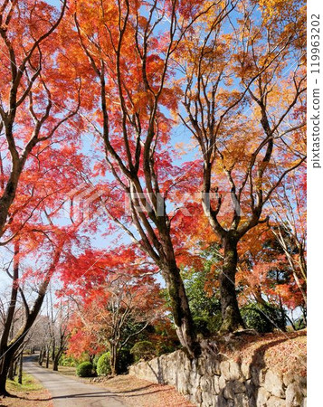 Autumn leaves at the Oka Castle ruins, a tourist attraction in Taketa City, Oita Prefecture 119963202
