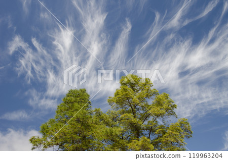 Cloudscape over Canary Island pines. 119963204