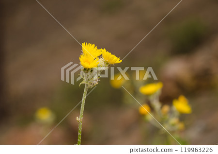 Inflorescence of Sonchus acaulis. Inflorescence of Sonchus acaulis. 119963226